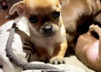 Щенки чихуахуа