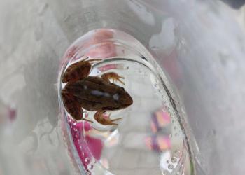 лягушка остромордая