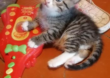 Отдам даром