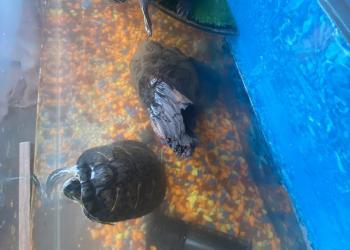 Красноухие черепахи