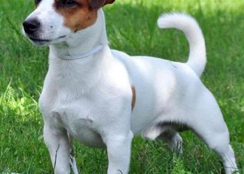 Куплю щенка