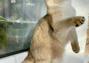 Золотая шиншилла SFS 71, ny2133