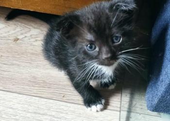 Котята вислоухие