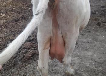 Продается корова