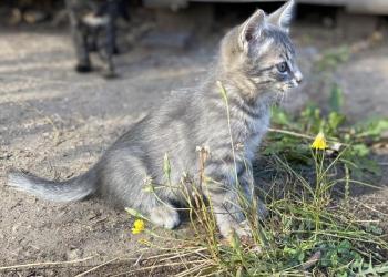 Котята малыши ищут дом
