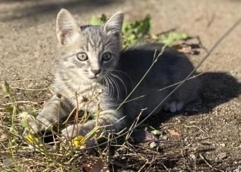 Котята малыши ищут дом