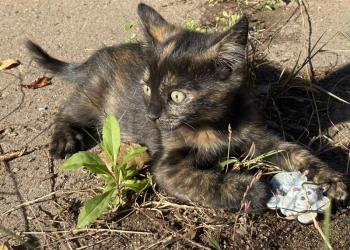 Котята малыши ищут дом