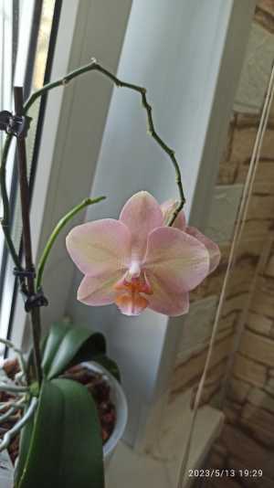 Орхидея