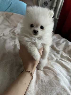 Померанский шпиц