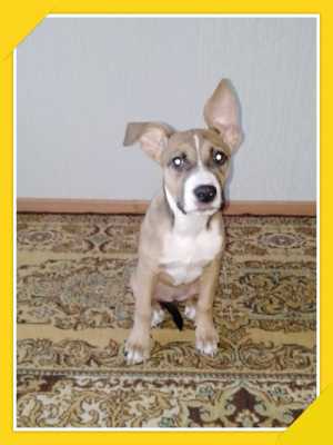 Породам стаффа