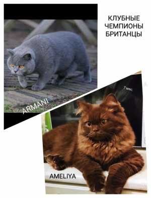 Британские красотки