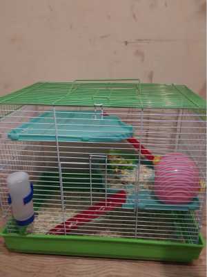 Крысы с клеткой