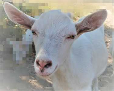 Козий творог и сыр