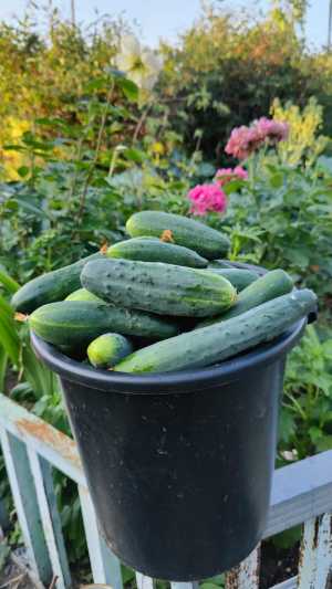 Огурцы домашние