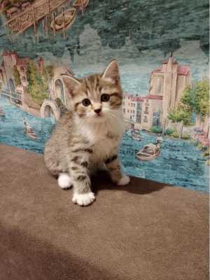 Котята