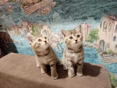 Котята