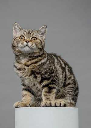 Британские котята