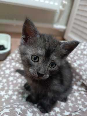 Котята от шотландской кошки не породистые