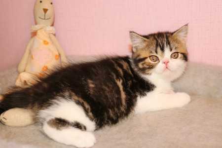 Шикарные шотландские котята шоу класса