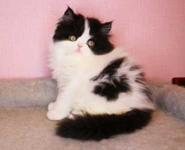 Шикарные шотландские котята шоу класса