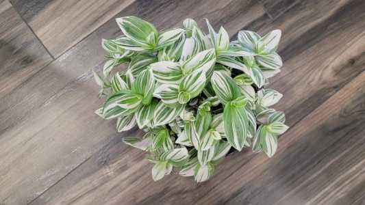 Транденсканция