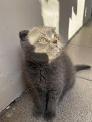 Британские котята