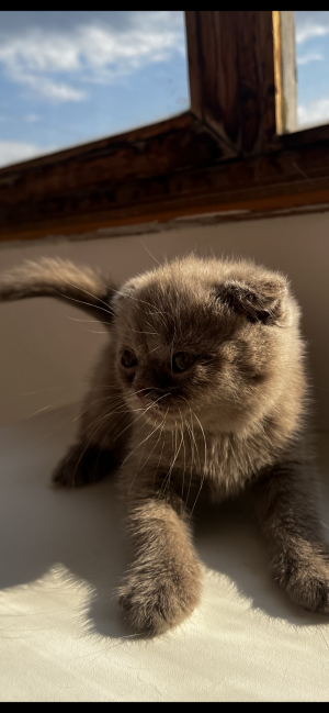 Британские котята