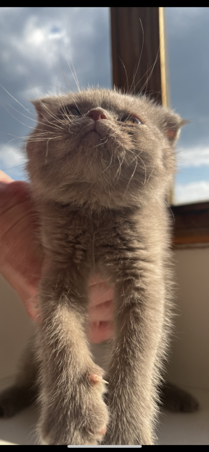 Британские котята
