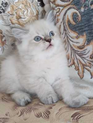 Невские маскарадные котята