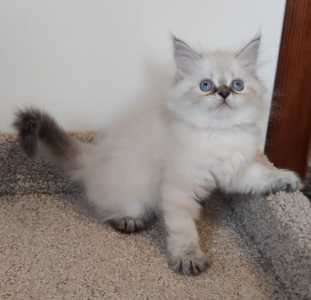 Невские маскарадные котята