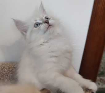 Невские маскарадные котята