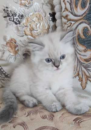 Невские маскарадные котята