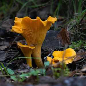 Грибы лисички