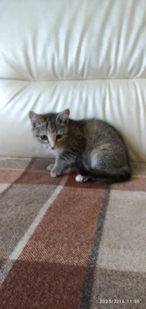 Милые котята