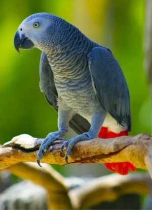 Куплю Жако.