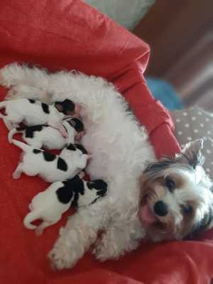 Продажа щенки светлые стандарт