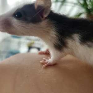 Крысы дамбо