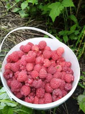 Малина самосбор 120 рублей кг