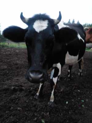 С/Хоз.животные