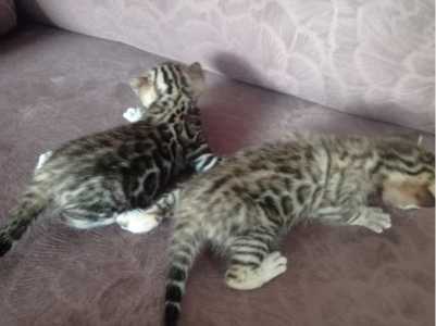 Бенгальские котята