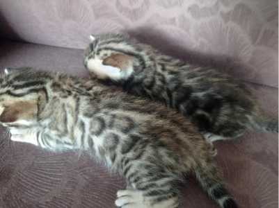Бенгальские котята