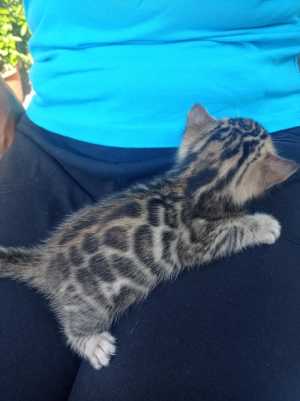 Бенгальские котята