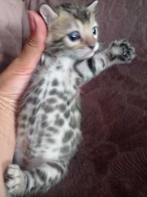 Бенгальские котята
