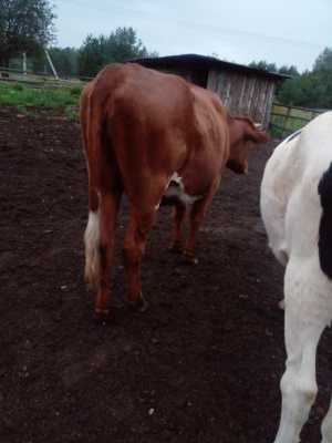 Продаю крс с личного подворья