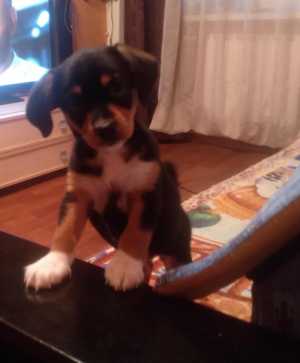 В добрые руки