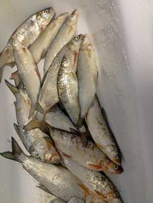 Сиг свежемороженный