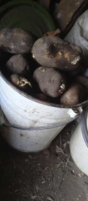 Картофель