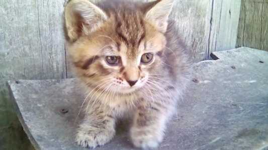 котёнок бесплатно