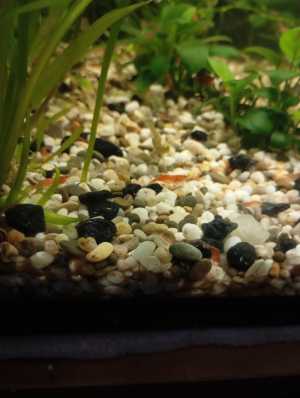 аквариумные креветки