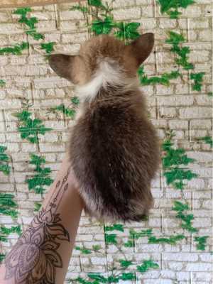 Вельш корги пемброк